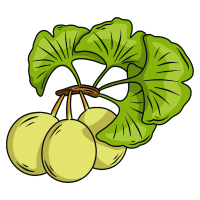 Ginkgo Leaf